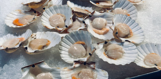 scallops in half shell